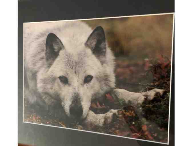 Alaskan Wolf Print, Matted - Photo 1