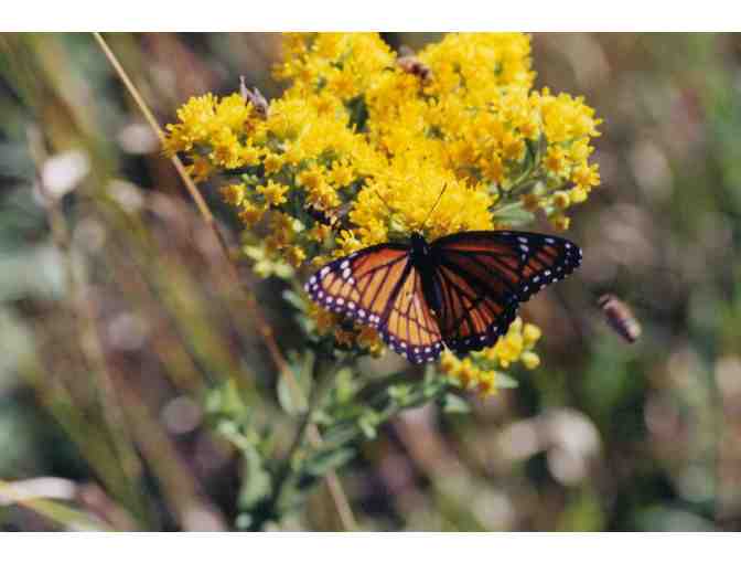 Prairie Cruise with Appetizers & Beverages for Four People