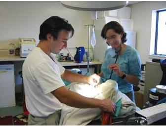 San Francisco Oiled Wildlife Care and Education Facility, Wildlife Veterinarian for a Day Experience