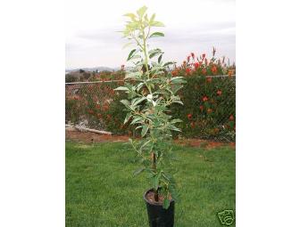 MID CITY NURSERY - 15 gallon tree-your choice