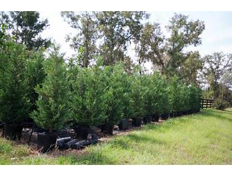 MID CITY NURSERY - 15 gallon tree-your choice