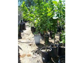 MID CITY NURSERY - 15 gallon tree-your choice