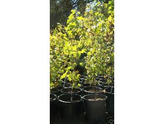 MID CITY NURSERY - 15 gallon tree-your choice