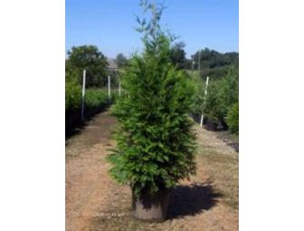 MID CITY NURSERY - 15 gallon tree-your choice