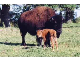 Spend Time Where the Antelope Roam