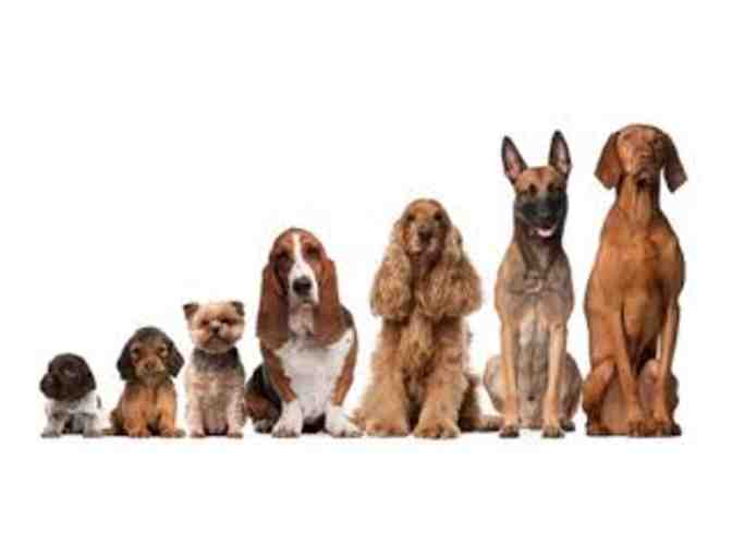 Woof Woof ~ Sit, Stay, and Spa! AB Canine Dog Training & Wonder Dog Studio