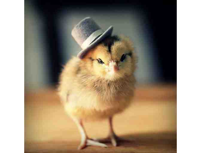 Chicken Coop with Gift Certificate for Four Chicks