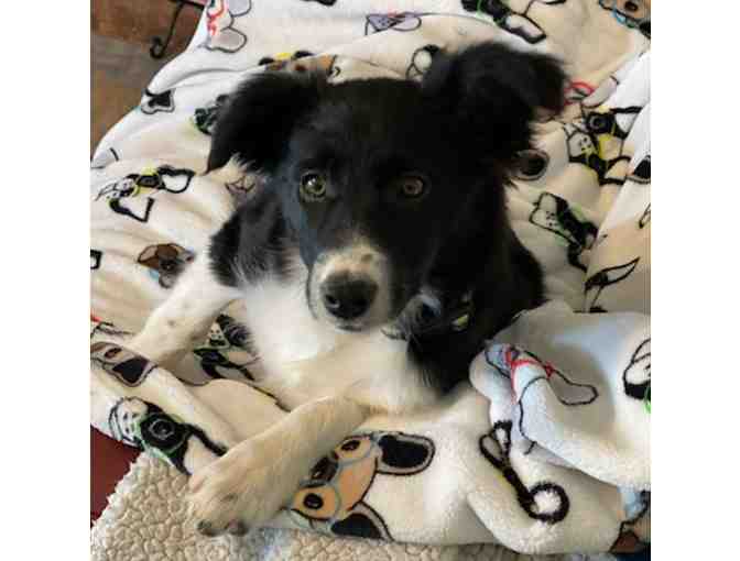 Border Collie (3 Months old Female)