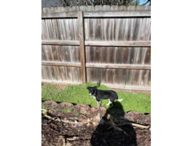 Border Collie (3 Months old Female)