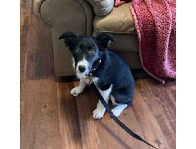 Border Collie (3 Months old Female)