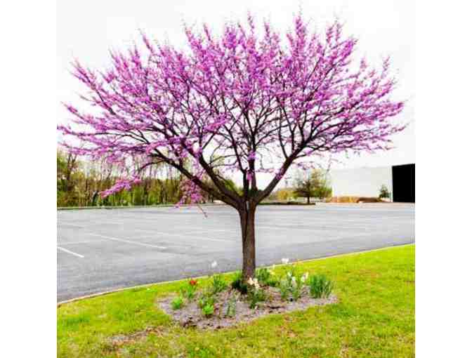One redbud tree, delivered and planted by Scott's Lawn & Landscaping.