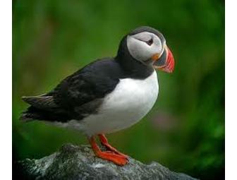 Hand Carved Atlantic Puffin