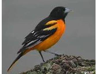Hand Carved Baltimore Oriole