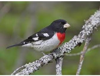 Hand Carved Rose-Breasted Grosbeak