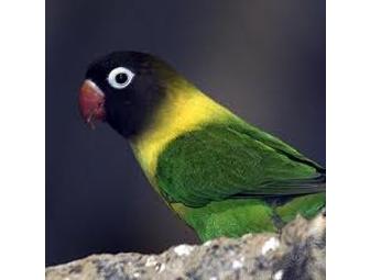 Hand Carved Love Bird