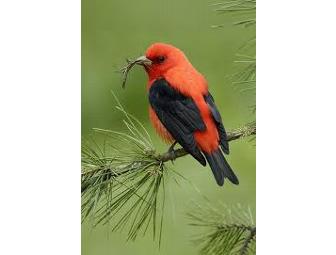 Hand Carved Scarlet Tanager
