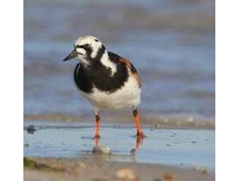 Hand Carved Ruddy Turnstone