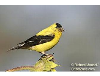 Hand Carved Gold Finch