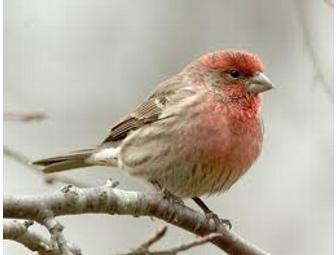 Hand Carved House Finch
