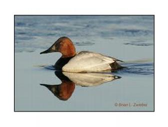 Hand Carved Canvasback Drake