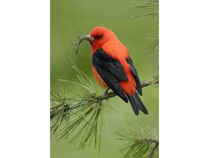 Hand Carved Scarlet Tanager