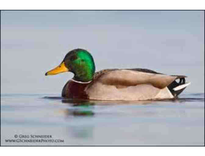 Hand Carved Mallard Drake