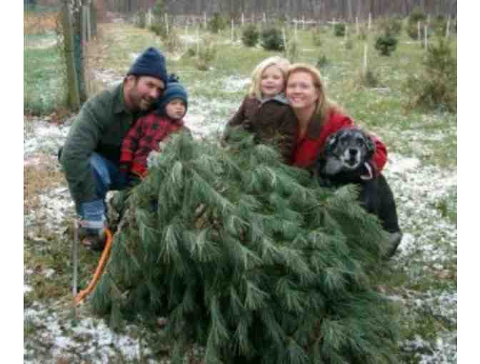 A Snowball's Chance Tree Farm: Free Christmas Tree