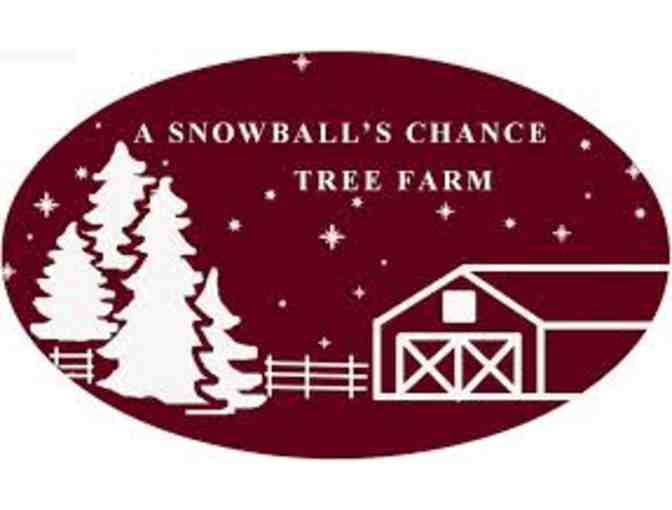 A Snowball's Chance Tree Farm: Free Christmas Tree