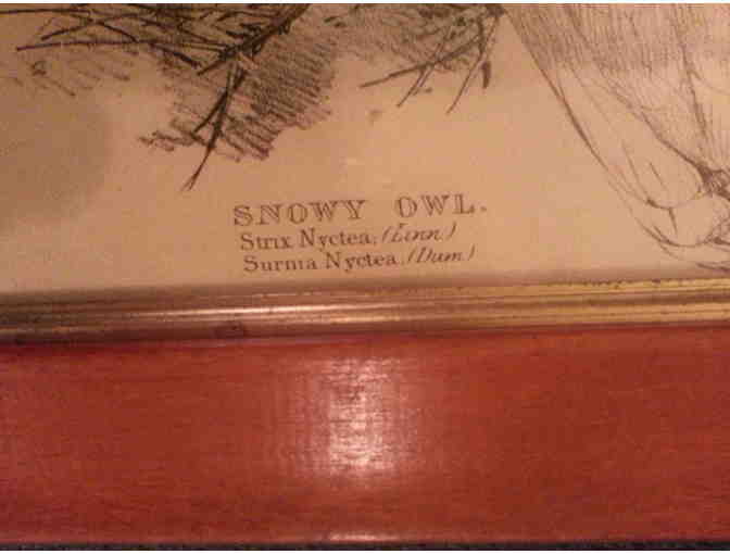 Snowy Owl vintage poster