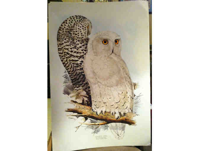Snowy Owl vintage poster
