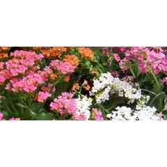 Buchanan's Native Plants