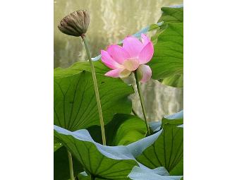 Lotusland Access and Book