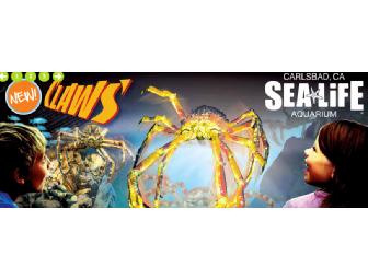 SFC Experience- One Week SFC Camp (June) - Legoland or Animal Creature Camp