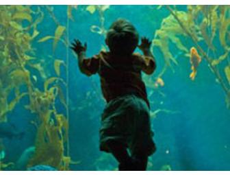 SFC Experience- One Week SFC Camp (June) - Legoland or Animal Creature Camp