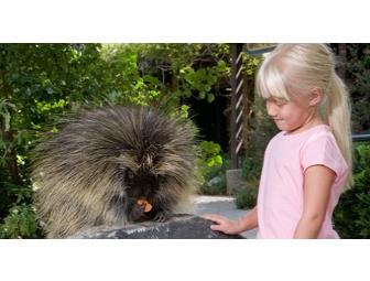 SFC Experience- One Week SFC Camp (June) - Legoland or Animal Creature Camp