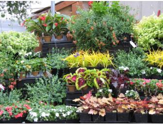 Cascade Cuts Plant Shopping Spree