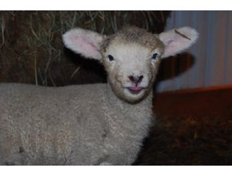 Rustic Moon Farm Pastured Meat Sampler