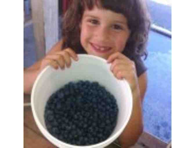 Bow Hill Blueberries Gift Basket