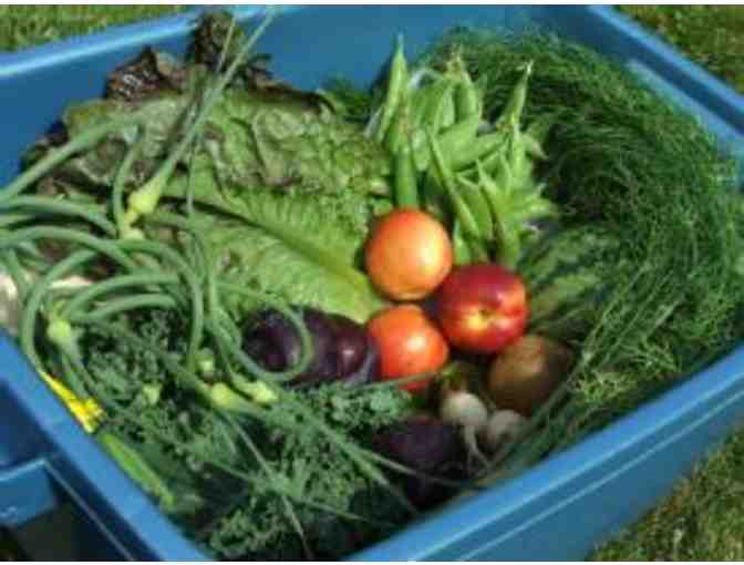 Two Personal Harvest Bins Delivered to your Door from Dandelion Organic Delivery