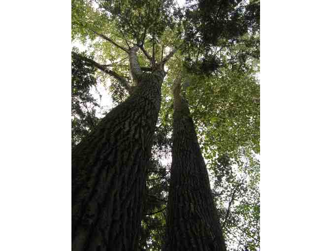 Arborist Consultation from Treemendous Plantworks