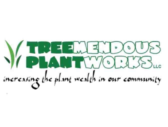 Arborist Consultation from Treemendous Plantworks