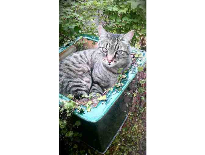 Weekend pet sitting!