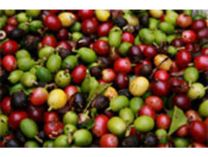 Moka Joe Coffee - Your Choice of 6 (12oz) Bags!