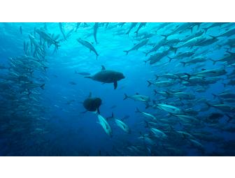Spot # 4 - SCUBA Expedition to Cocos Island - 13 Days - Shark Central