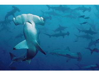 Spot # 4 - SCUBA Expedition to Cocos Island - 13 Days - Shark Central