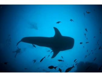 Spot # 9 - SCUBA Expedition to Cocos Island - 13 Days - Shark Central