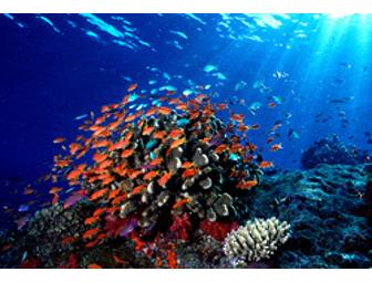 NAI'A Fiji- luxury live-aboard. You Choose Dates in 2013 Subject to Availability (1 space)