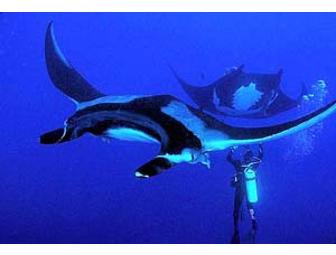 Socorro - Big Animal Central! SolmarV Live-Aboard (1 Space) Choose Date - Subject to Avail