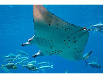 3 Days of 2 tank boat dives in Kailua-Kona, Hawaii