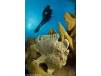 Underwater Photo Class with Andy Sallmon, 4-hours (1/2 day)
